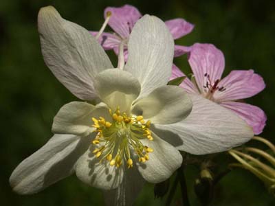 White Miniana Columbine